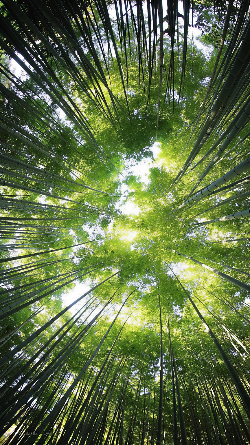 Skyward Bamboo Grove